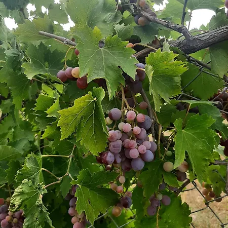 αρχοντικό παπανικολάου