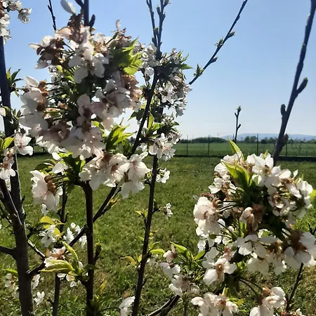 αρχοντικό παπανικολάου * Ligaria (Thessalia)