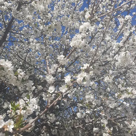 ヴィラ αρχοντικό παπανικολάου