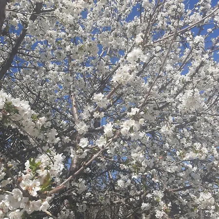 αρχοντικό παπανικολάου Vilă *