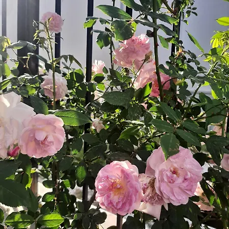 αρχοντικό παπανικολάου Vilă Ligaria (Thessalia)
