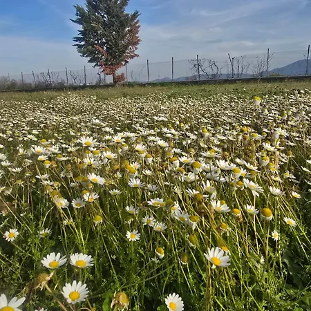 αρχοντικό παπανικολάου Вилла Ligaria (Thessalia)