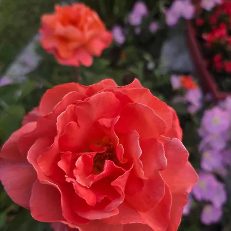 ヴィラ αρχοντικό παπανικολάου *