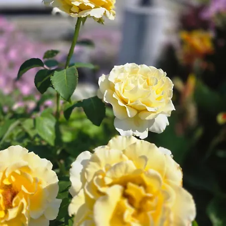 αρχοντικό παπανικολάου