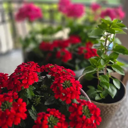 αρχοντικό παπανικολάου ヴィラ *