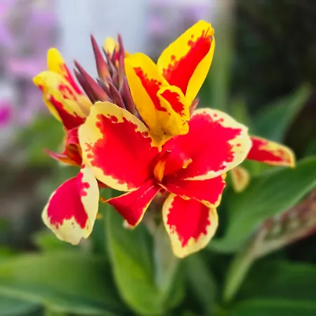 αρχοντικό παπανικολάου Lygariá