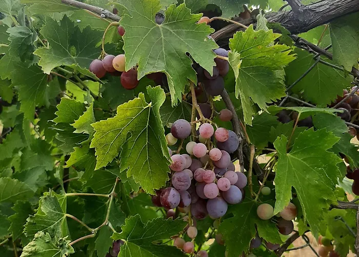 αρχοντικό παπανικολάου