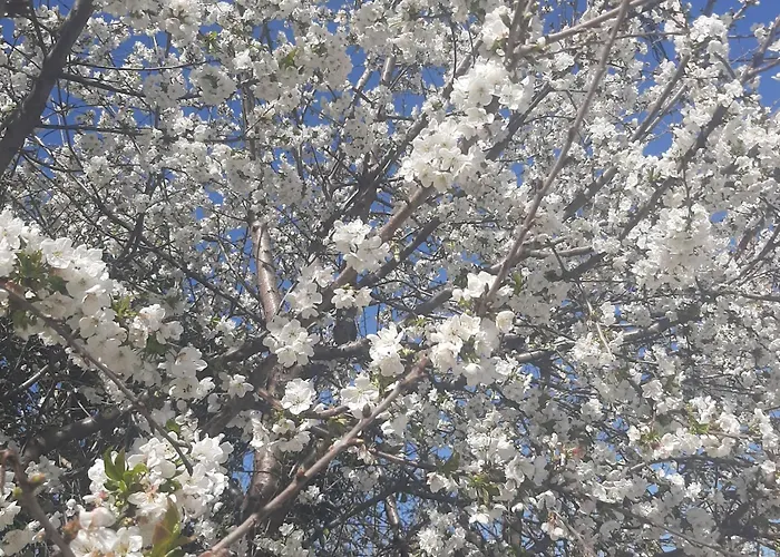 αρχοντικό παπανικολάου Villa *