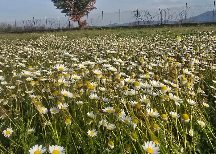 αρχοντικό παπανικολάου Villa Ligaria (Thessalia)