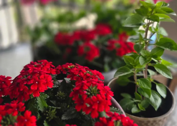 αρχοντικό παπανικολάου Villa *