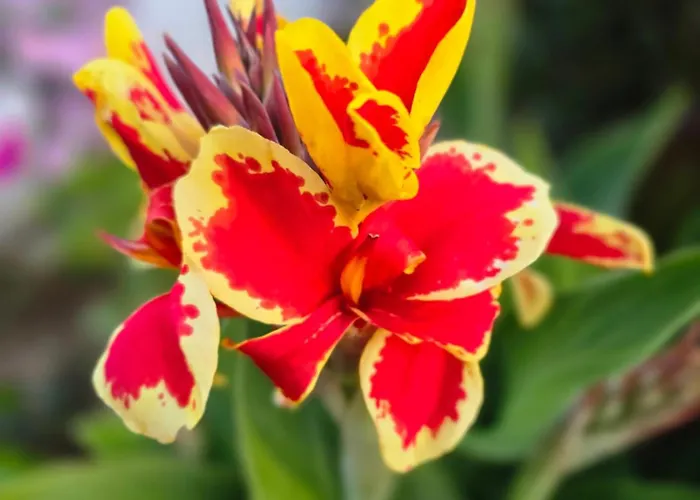 αρχοντικό παπανικολάου Ligaria (Thessalia)